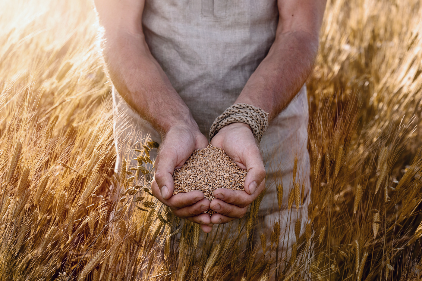Person holding wheat berries in their hands in a field of wheat