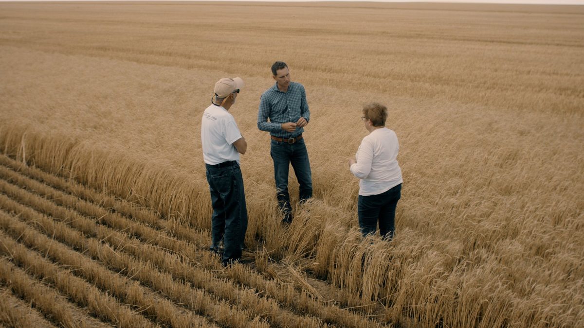 Three Sunrise farmers standing in a wheat field