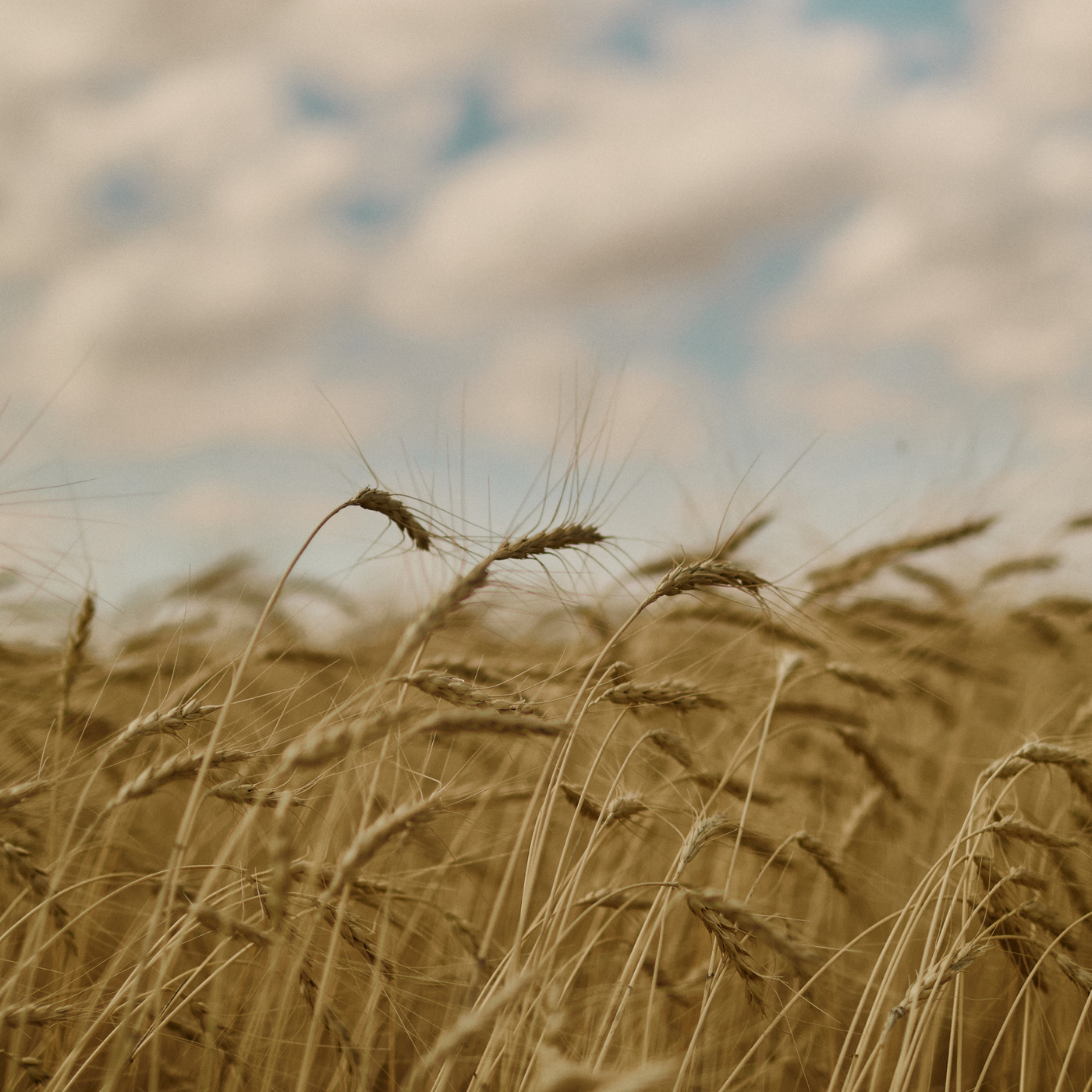 Sunrise Flour Mill Testing Summary