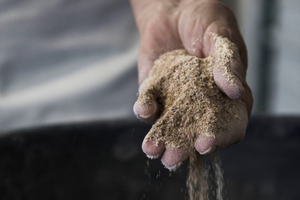 Hand holding wheat bran in a flour mill