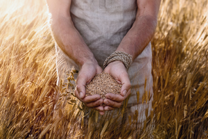 Person holding wheat berries in their hands in a field of wheat